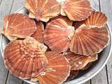 Premières coquilles St Jacques en carpaccio