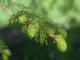 Du sirop de bourgeons de sapin