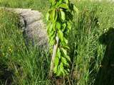 Jardin... premier printemps dans les Pyrénées audoises, fleurs et fruits