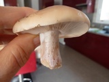 Pied bleu un champignon tardif