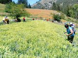 Tisane des montagnes, tisane mursalski de Trigrade, Bulgarie