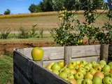 Sur la route des pommes du Limousin aop