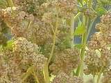 Quinoa : règles d’or | c'est le temps de... manger