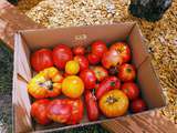 Tomates séchées au soleil comme autrefois