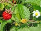 Soupe de Fraises des Bois au Sirop de Pimprenelle - Sureau Meringué - Chioggia et Baies Roses