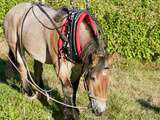 Tartinades faciles pour un déjeuner de vendanges