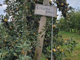 Cueillettes de pommes à Reyrieux dans l'Ain...(Scea Les vergers Penin)