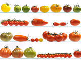 Variétés de tomates