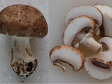 Comment préparer des champignons frais