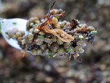 Salade de lentilles Cajun