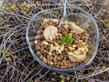 Salade de lentillons tièdes au boudin blanc