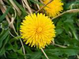 Boisson tonique aux fleurs de pissenlit (détox naturel)