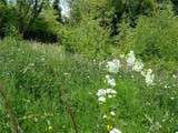 A la découverte des plante sauvage