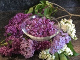 Sirop de fleurs de Lilas