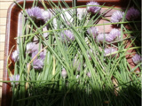 Pesto de Fleurs de Ciboulette