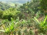 Visite d'une finca de café en Colombie