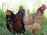 Pourquoi adopter une ou des poules