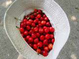 Rote Grütze, dessert allemand aux fruits rouges