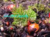 Aspérule, Kale, Rhubarbe et autres Angéliques : tour au jardin de Mars