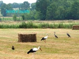 Champs de Cigognes dans le Marais Poitevin