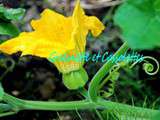 Fleurs de Courges... Au Jardin, en Cuisine, Recettes