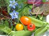 Fricassée de Pois Gourmands, Cueillette au Jardin