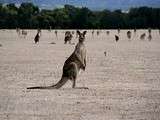 L'Australie ça vous dit