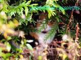 Nouvelles de la Petite Chatte Ecaille de Tortue