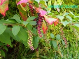 Phytolacca Americana