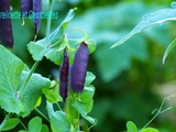 Tour au Jardin de Juin, Zooms chouchous