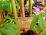 Voyage des Plantes, au Cloître des Dames Blanches