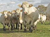 Races de bœuf réputées pour leur viande