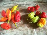 Piments végétariens et piments habaneros c’est la saison