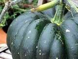 Courge muscade du jardin