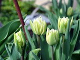 Fleurs du Jardin