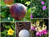 Fleurs et fruits du jardin