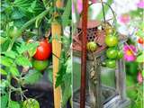 Fruits et légumes du jardin