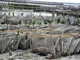 Road Trip, du Perche jusqu'en Bretagne... Cancale (2)