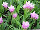 Curcuma