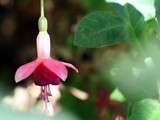 Baies de fuchsia à la gelée de tamarillo