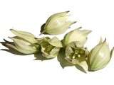 Fleurs de Yucca superbe sauce japonaise