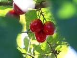 Tomate d’arbre au lait / Tamarillo