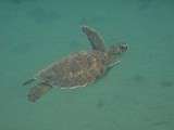 Tortues de Martinique