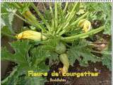 Fleurs de courgettes farcies au poisson