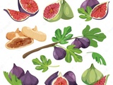 Récap des Recettes Sucrées ou Salées à Base de Figues