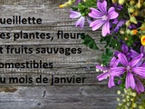 Cueillette des plantes, fleurs et fruits sauvages comestibles du mois de janvier