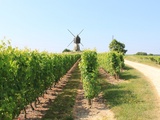 4 points pour découvrir le vignoble de la Vallée de la Loire