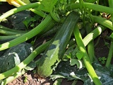 Quel est le bon moment pour récolter une courgette