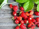 Feuillantine de fraises des bois au coulis de framboises