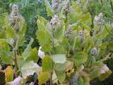 Tartinade pois chiches / brocolis